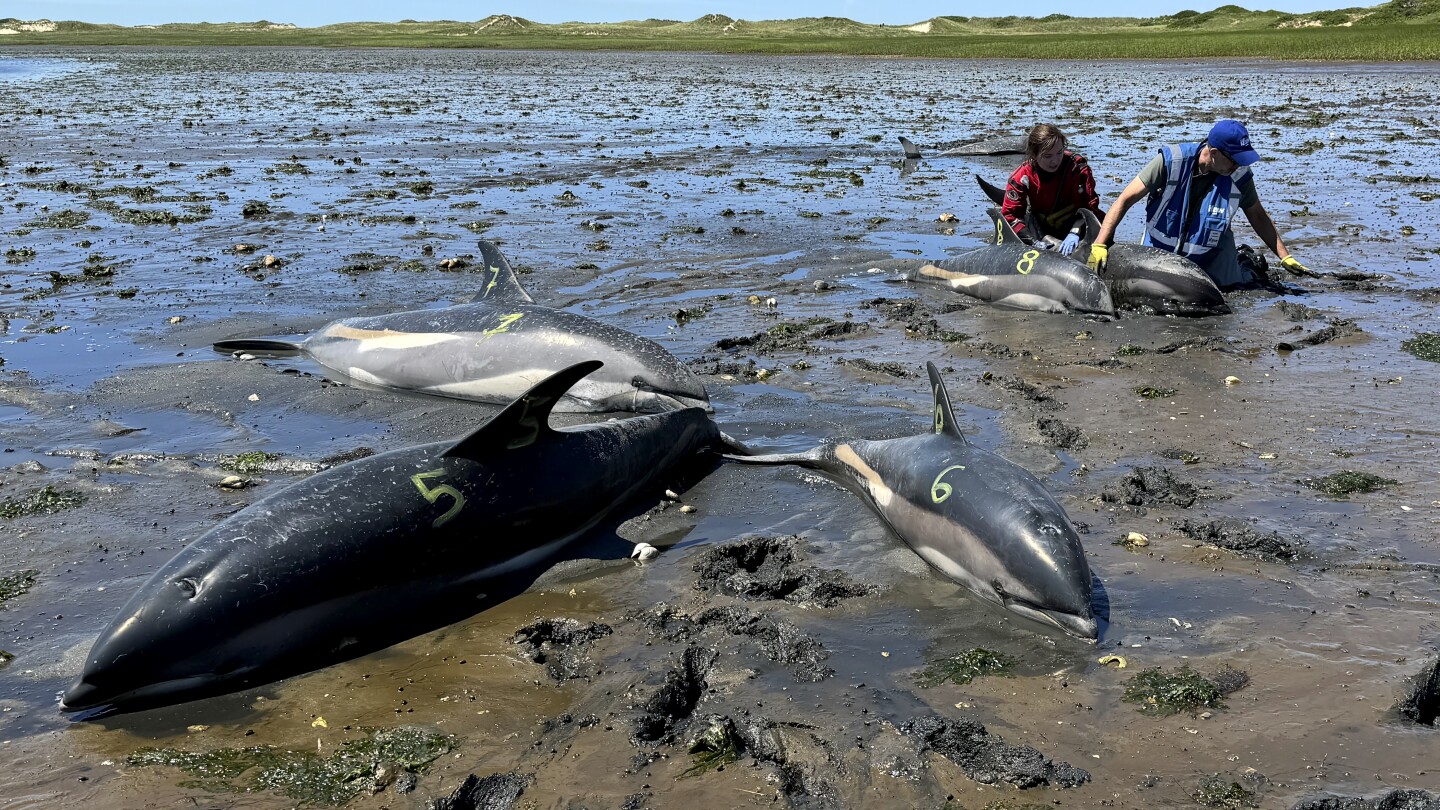 Cape Cod’s fishhook topography makes it a global hotspot for mass strandings by dolphins