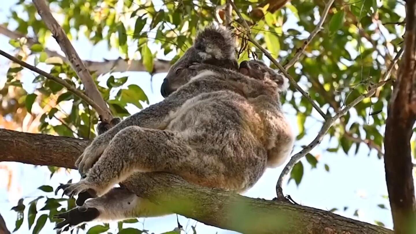 https://apnews.com/video/why-is-one-area-in-australia-a-magnet-for-koalas-scientists-look-for-the-answer-39e31da91caf4155a09fe27c43bae7c0