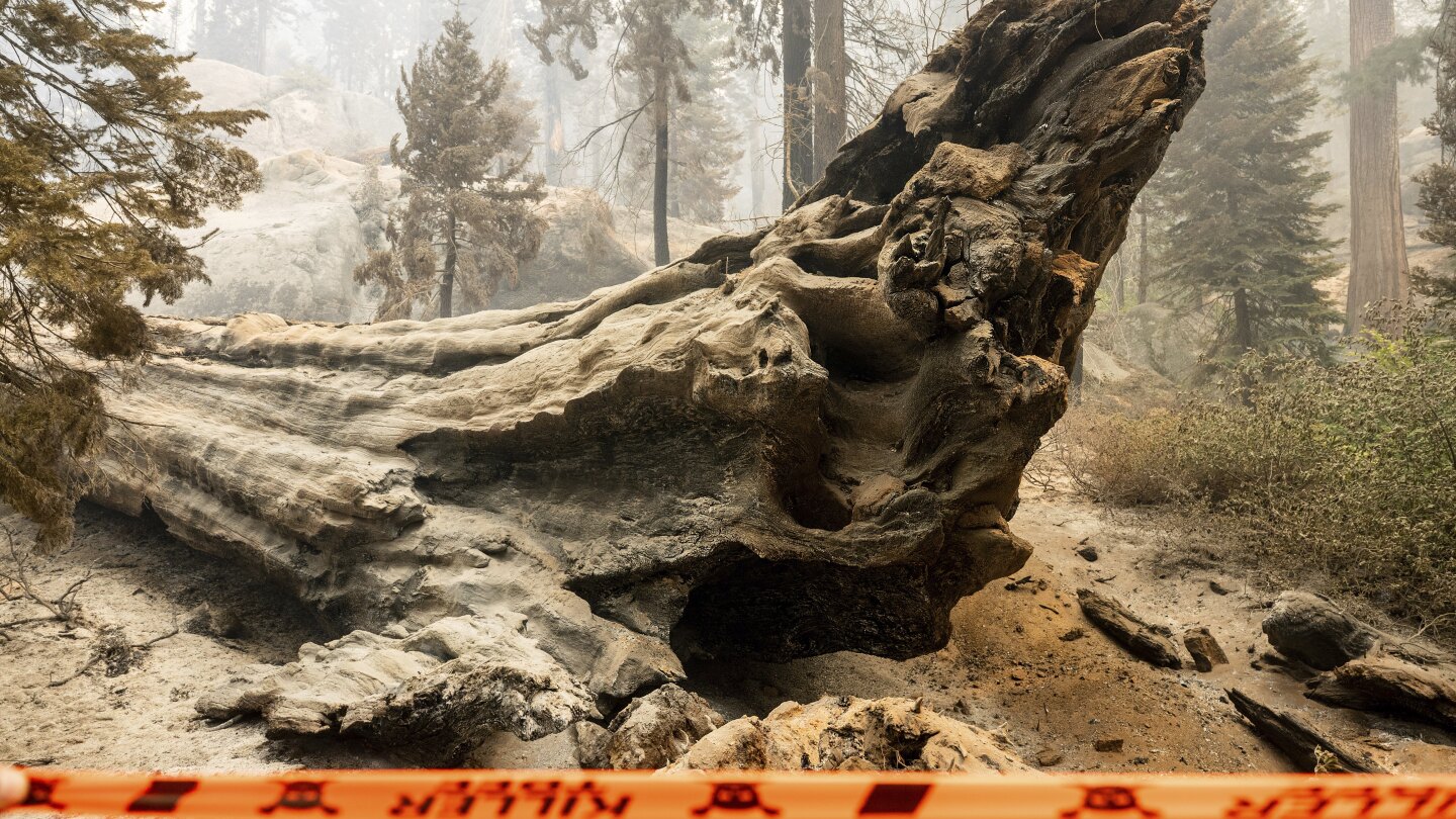 California’s beloved sequoia trees ablaze in Sierra National Forest wildfire
